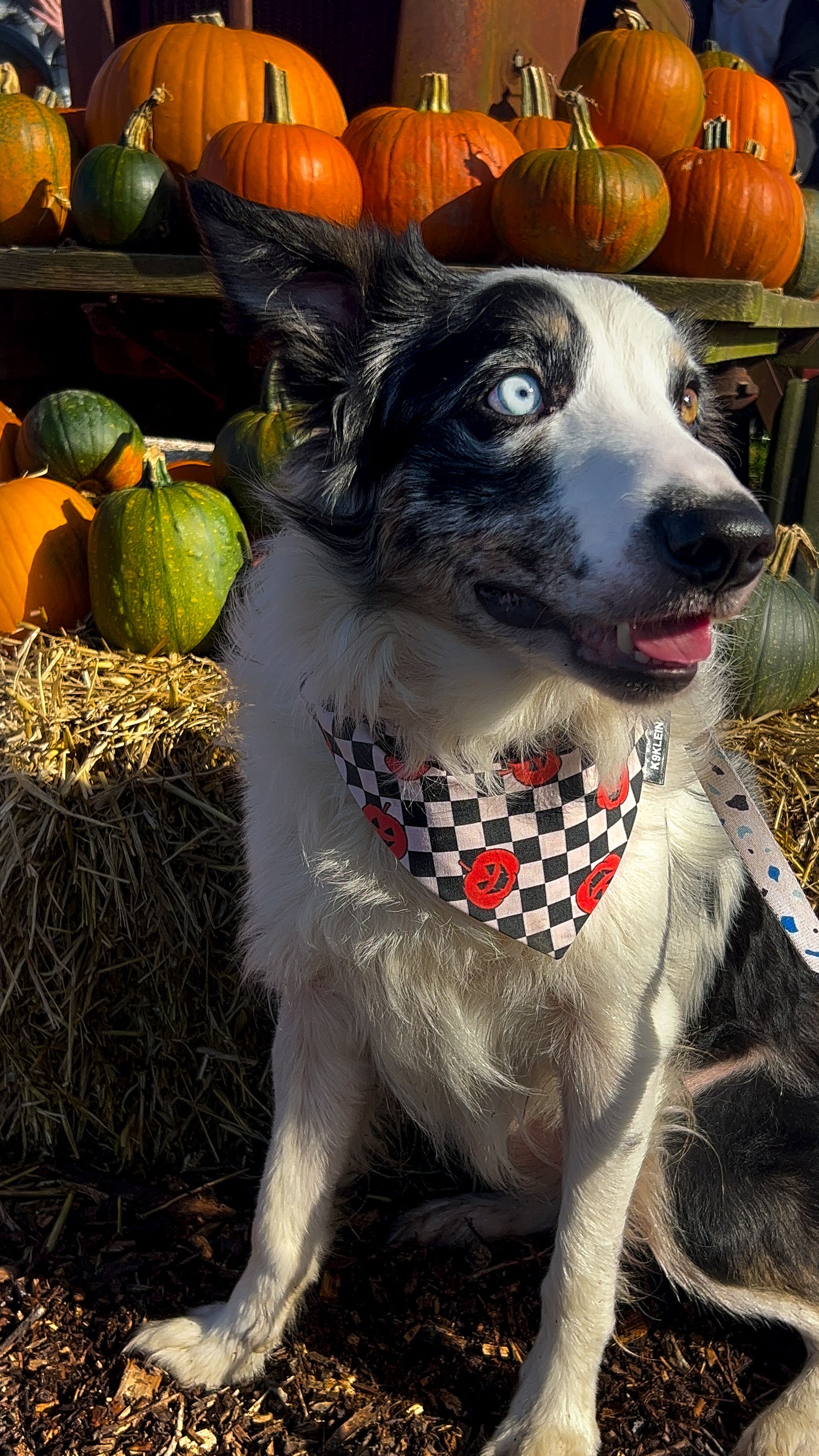 Pumpkin Check Bandana