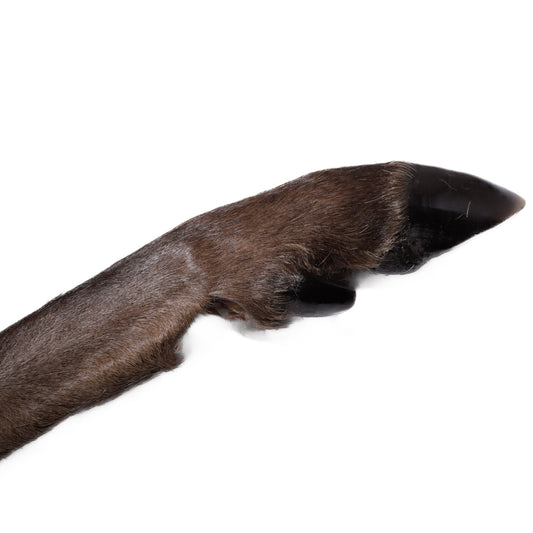 Large Venison Leg | Natural Dog Treat