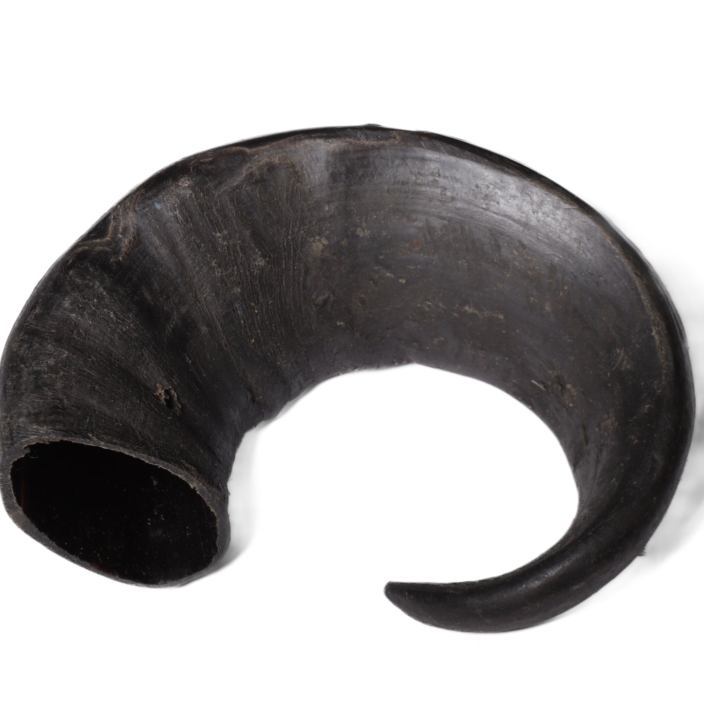 Large Buffalo Horn | Natural Dog Treat