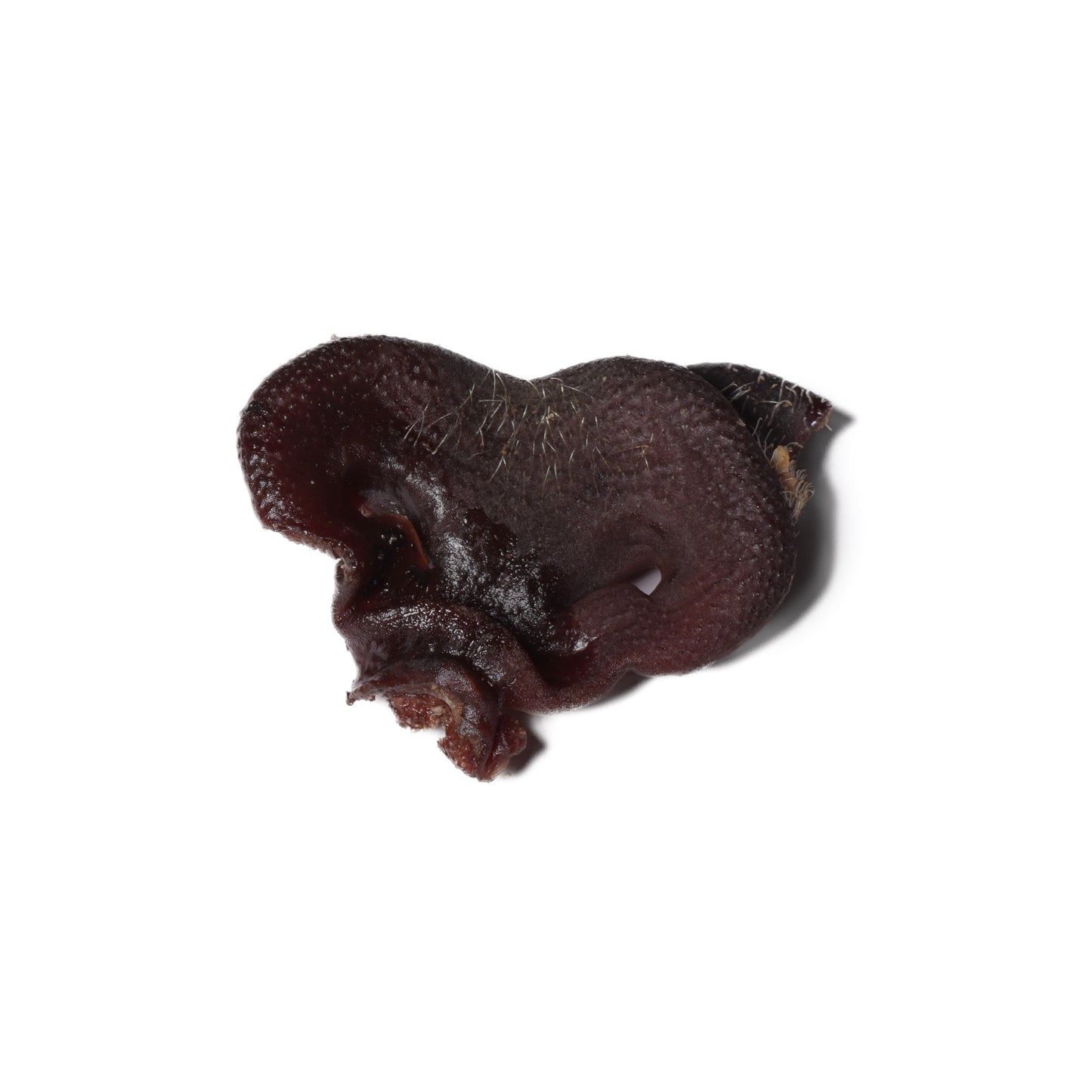 Pig Snout | Natural Dog Treat