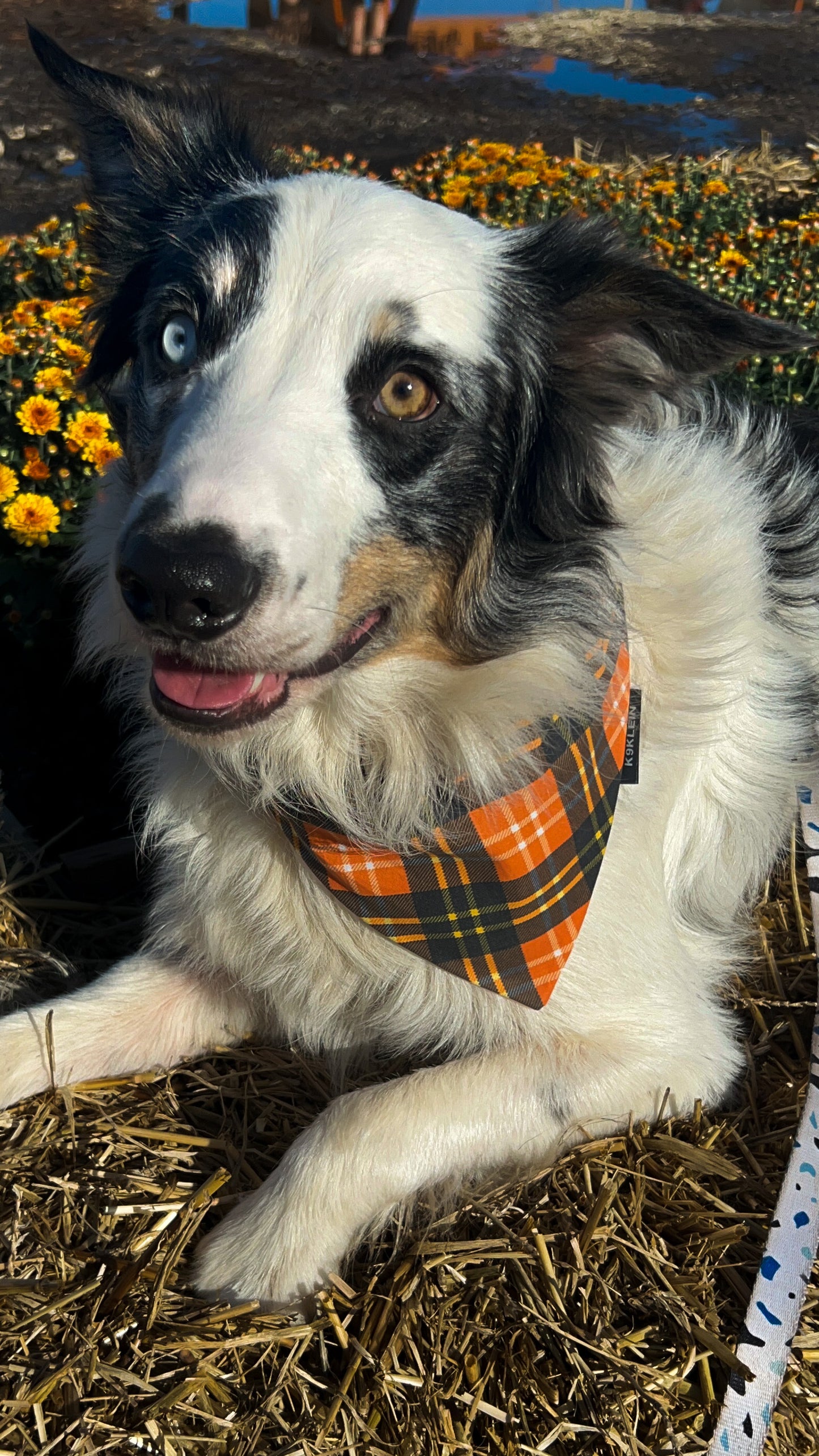 Orange Tartan Bandana